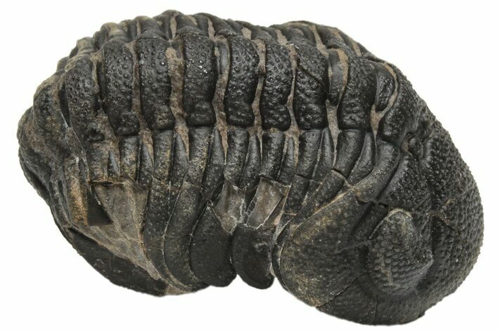 Curled Morocops Trilobite - Morocco #224205